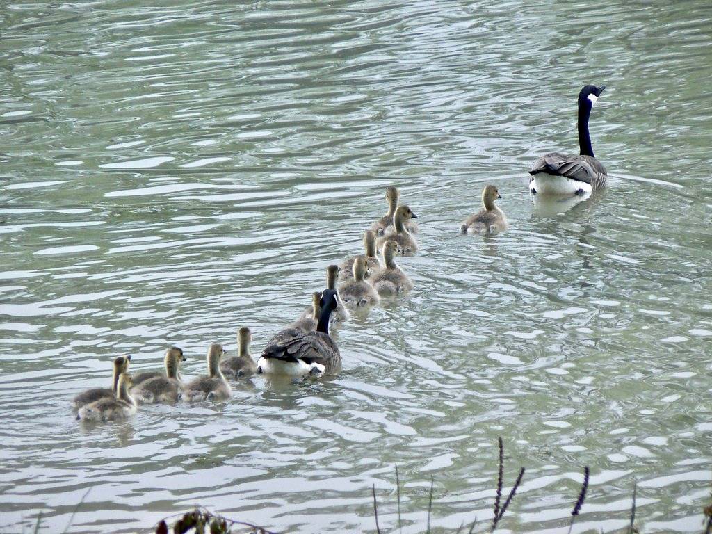 Cute Canada Goose Families out for a Swim by ~Sage~ is licensed under CC BY 2.0